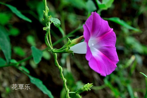 打碗花介绍 怎么区分打碗花和牵牛花