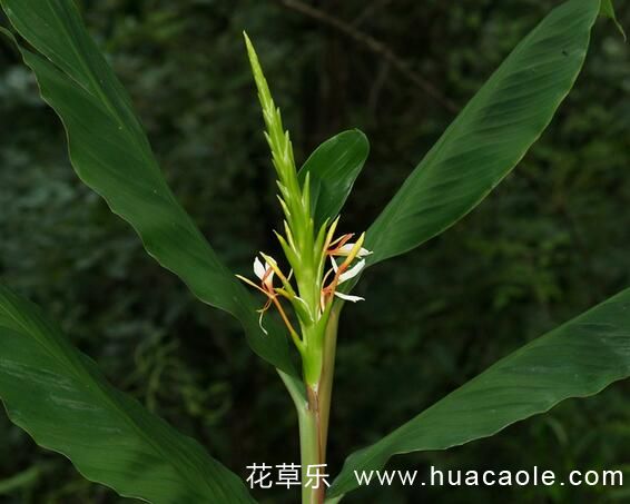 姜花花语及姜花传说